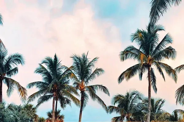 Backyard, Fort Lauderdale