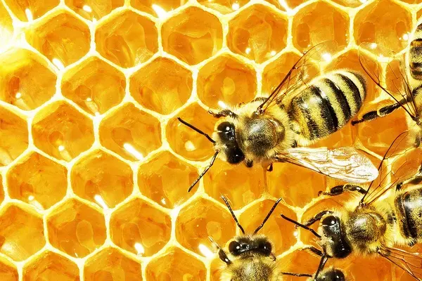 The Hive, Sarasota