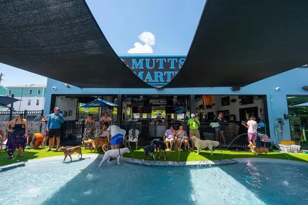 Mutts And Martinis, St. Petersburg