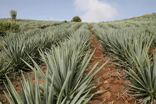 Tequila Daisy, St. Petersburg