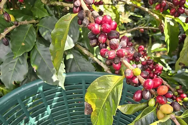 Carmela Coffee - Village Commons, West Palm Beach