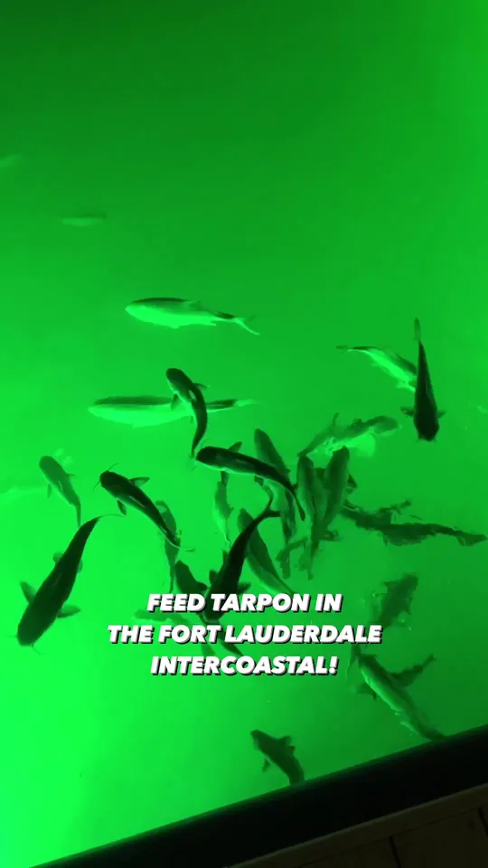 Seafood at 15th Street Fisheries, Fort Lauderdale