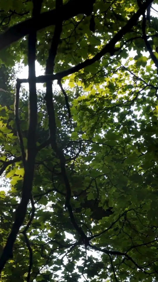 Video at Woodlands, Orlando