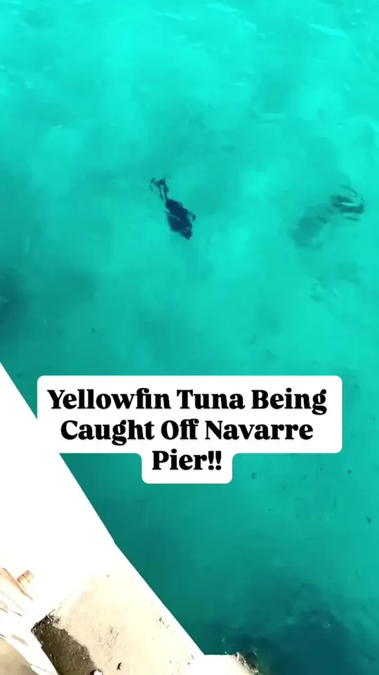 Video at Bluefin Poke - Pensacola, FL, Pensacola