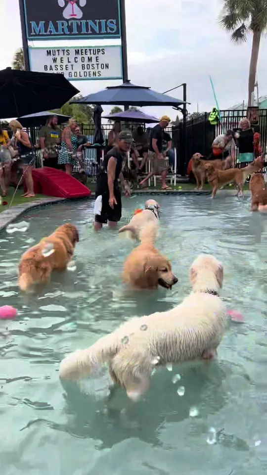 Video at Mutts And Martinis, St. Petersburg