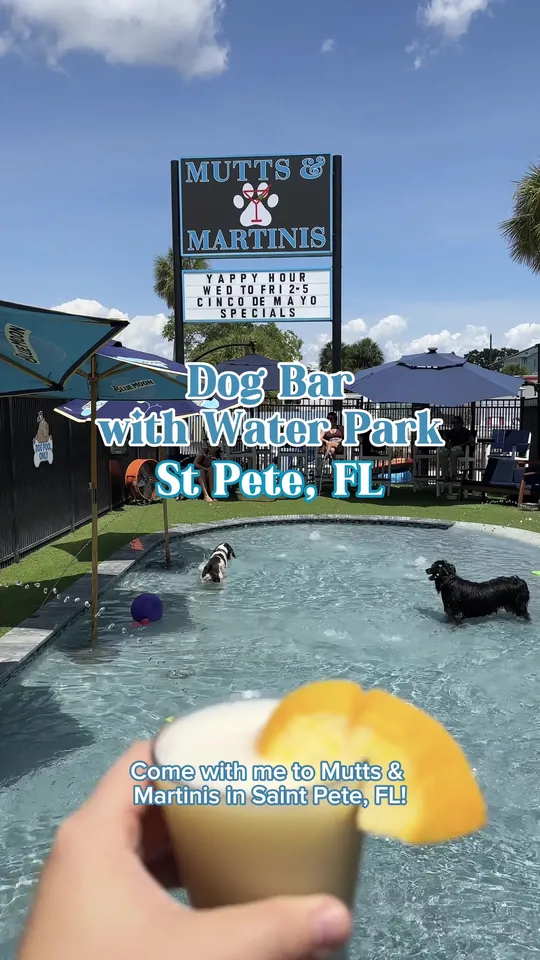 Hummus at Mutts And Martinis, St. Petersburg – $10 on the menu