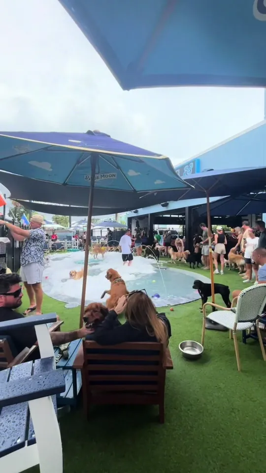 Video at Mutts And Martinis, St. Petersburg