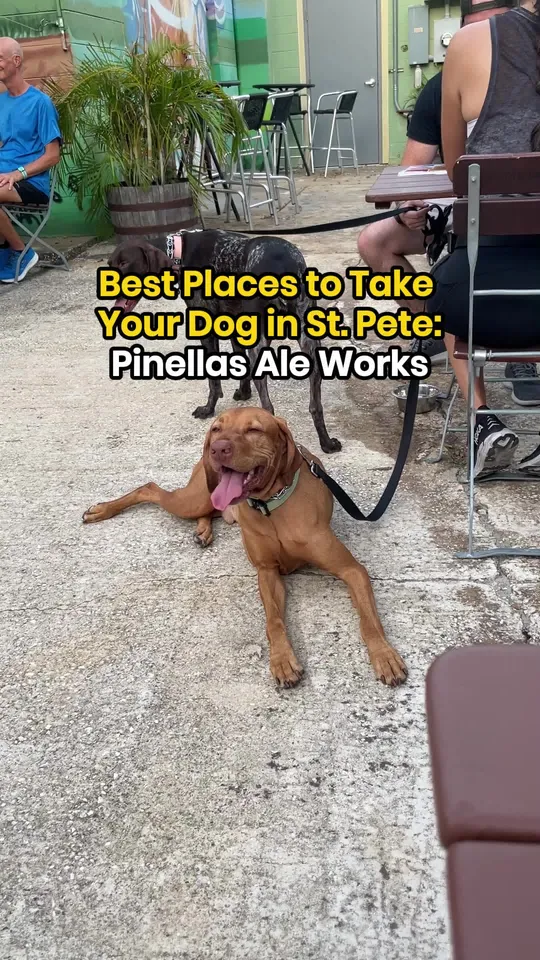 Beer at Pinellas Ale Works Dog Friendly Craft Brewery in St Petersburg FL, St. Petersburg