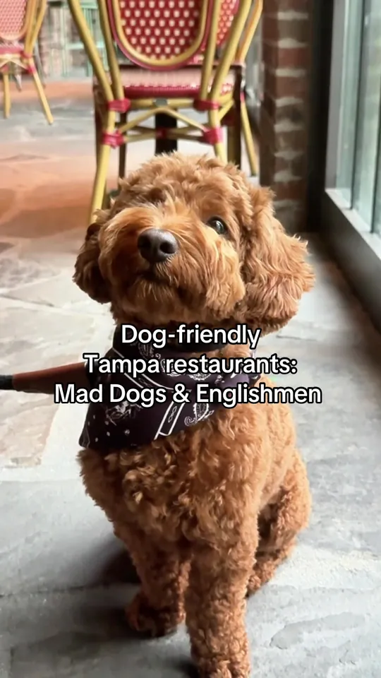 Video at Mad Dogs & Englishmen, Tampa