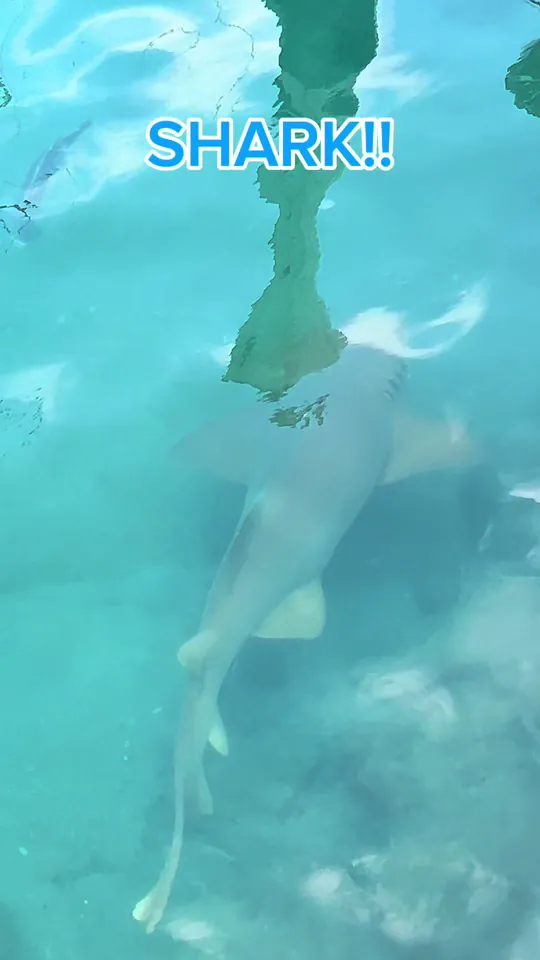 Video at Sailfish Marina Tiki Bar, West Palm Beach