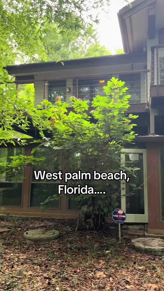 Video at Treehouse, West Palm Beach